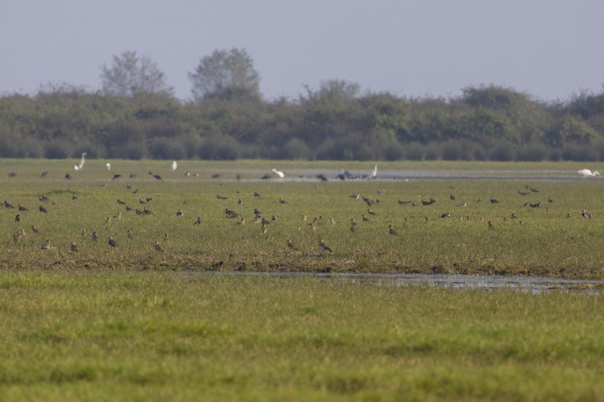 European Golden-Plover - ML645585722