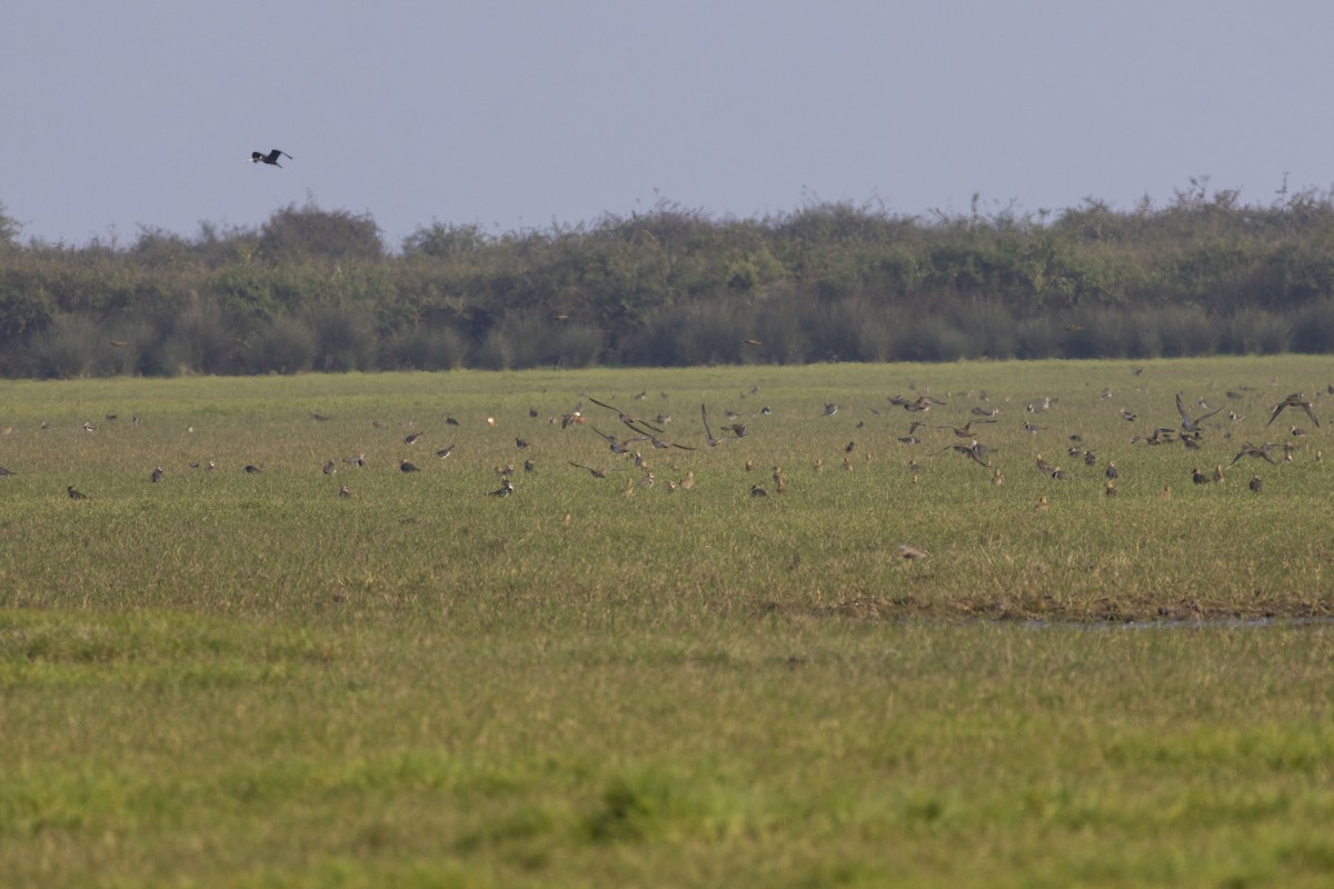 European Golden-Plover - ML645585723