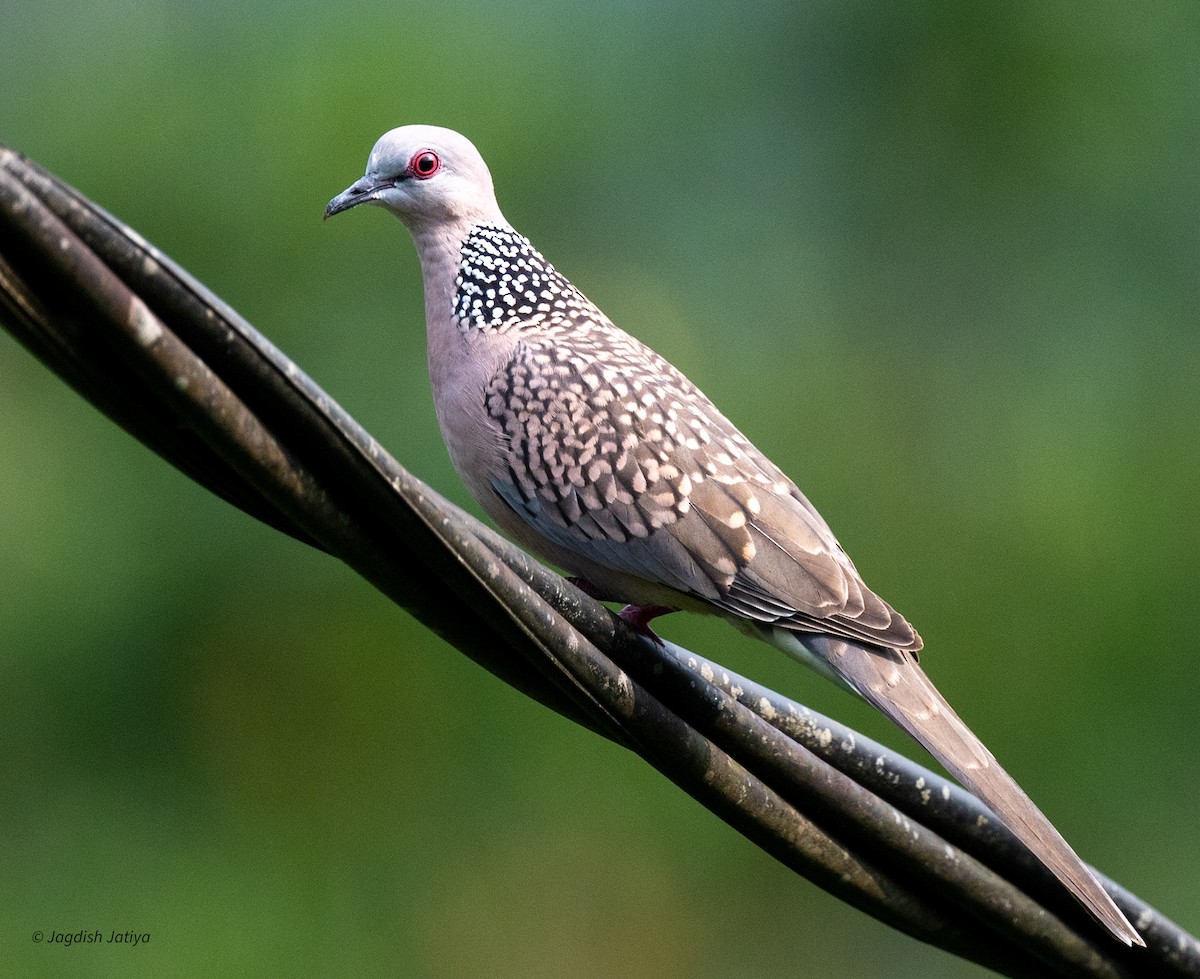 珠頸斑鳩 - ML645585725