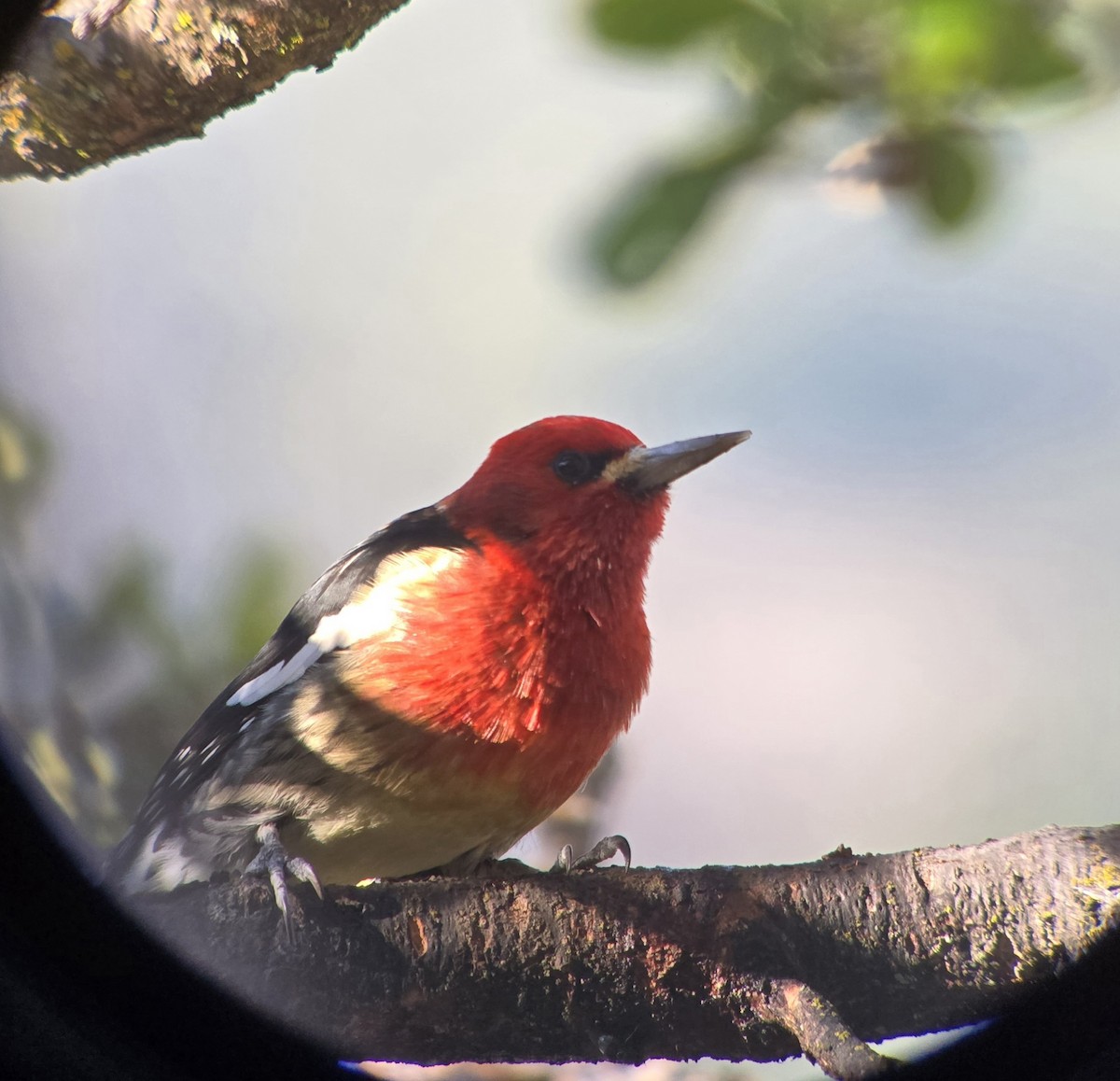 Red-breasted Sapsucker (ruber) - ML645585729