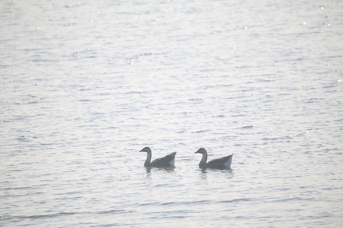 Ánsar Cisnal - ML645585733