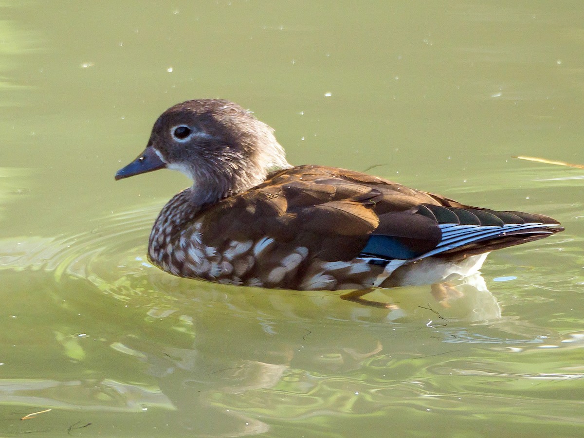 Mandarin Duck - ML645585745