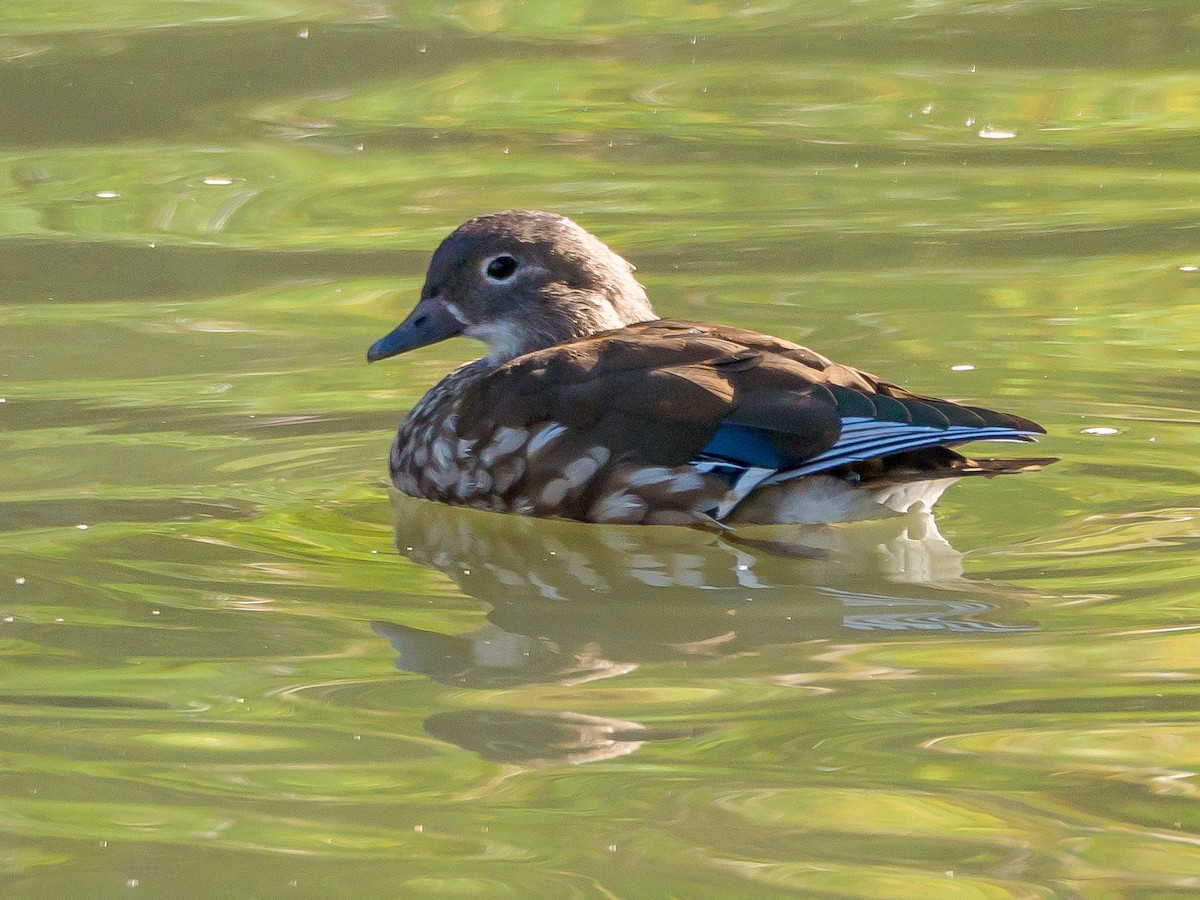 Mandarin Duck - ML645585756