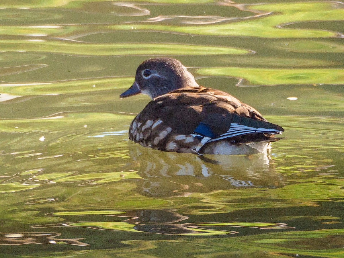 mandarinand - ML645585757