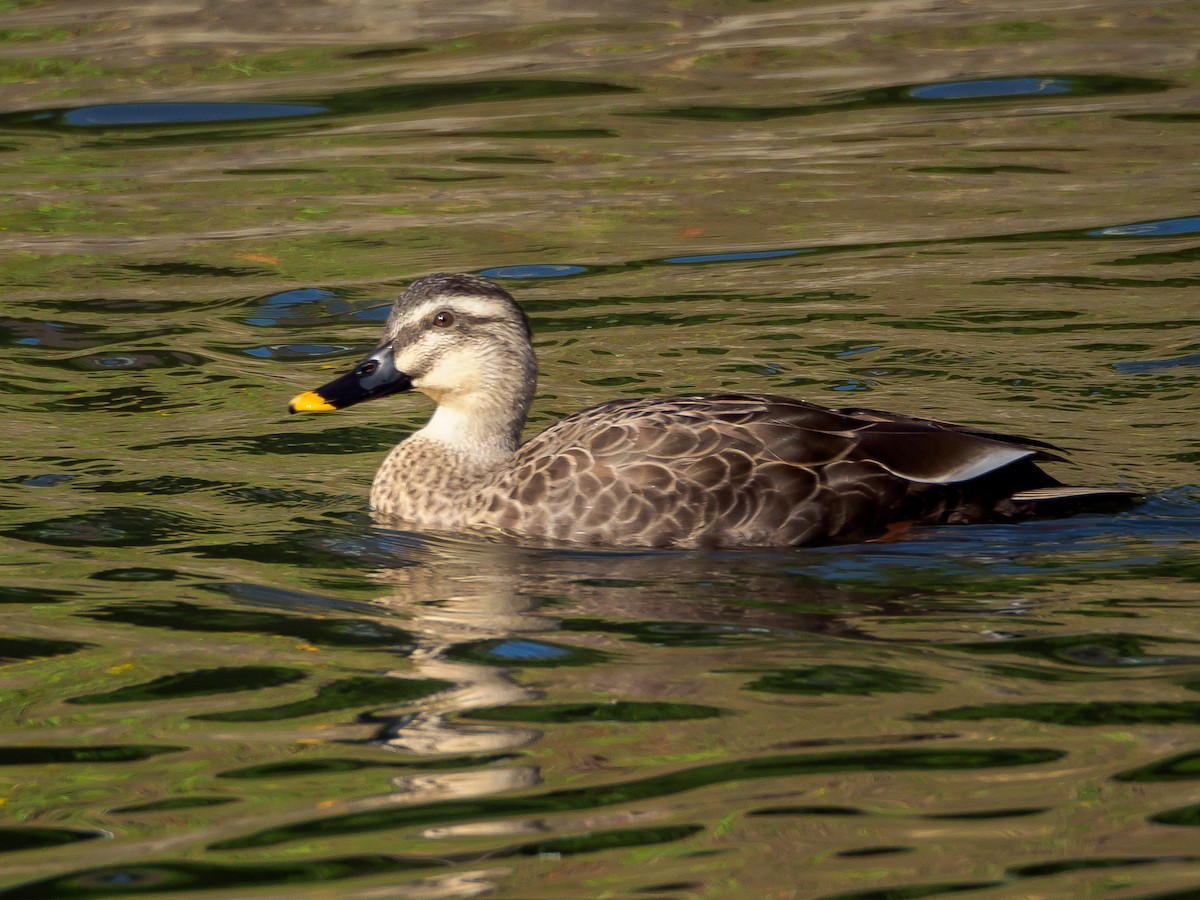 kinaand - ML645585777