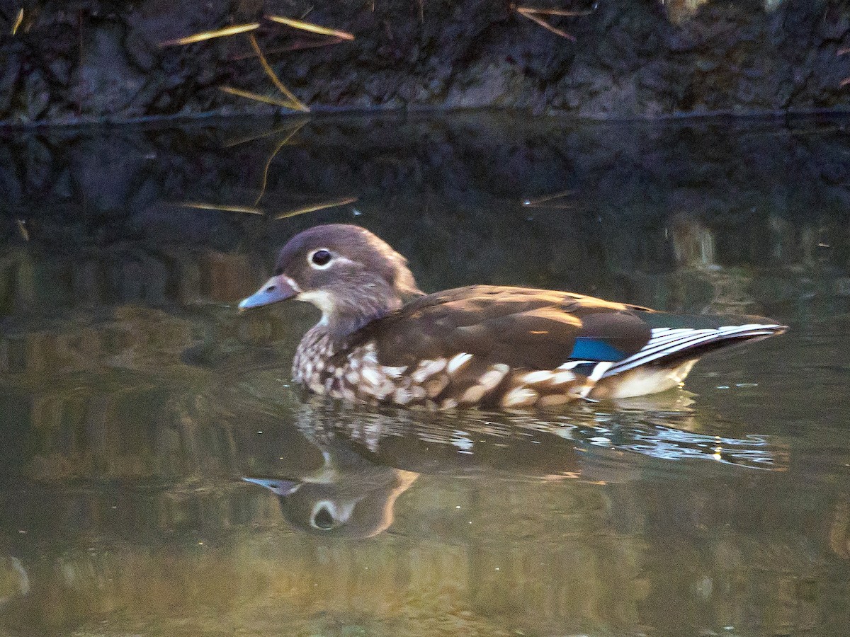 mandarinand - ML645585779