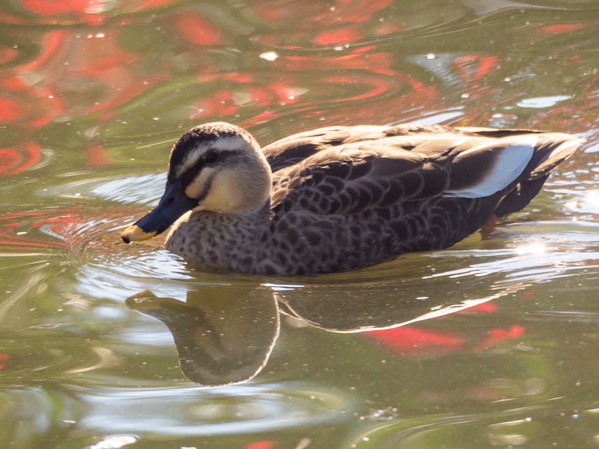 kinaand - ML645585781