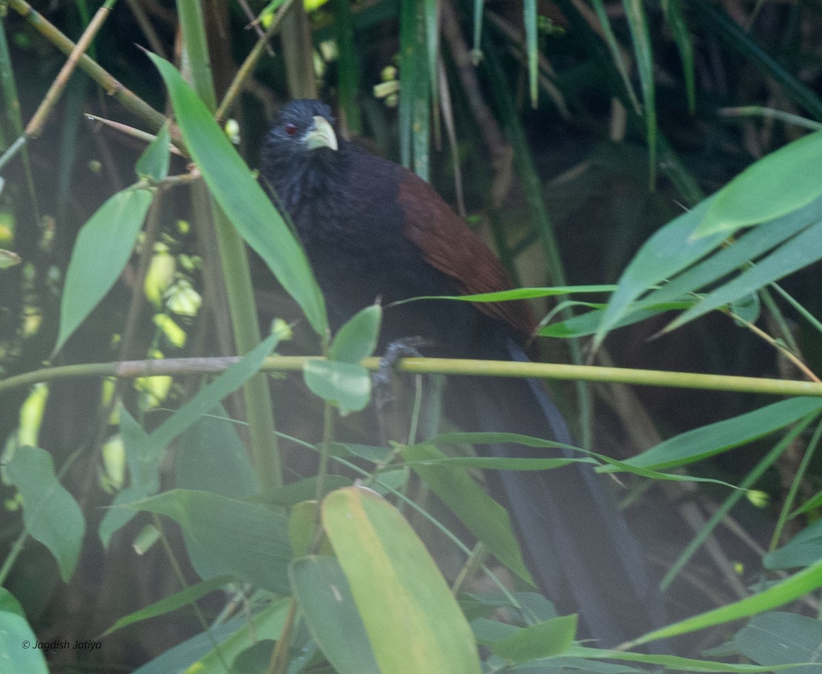 grønnebbsporegjøk - ML645585790