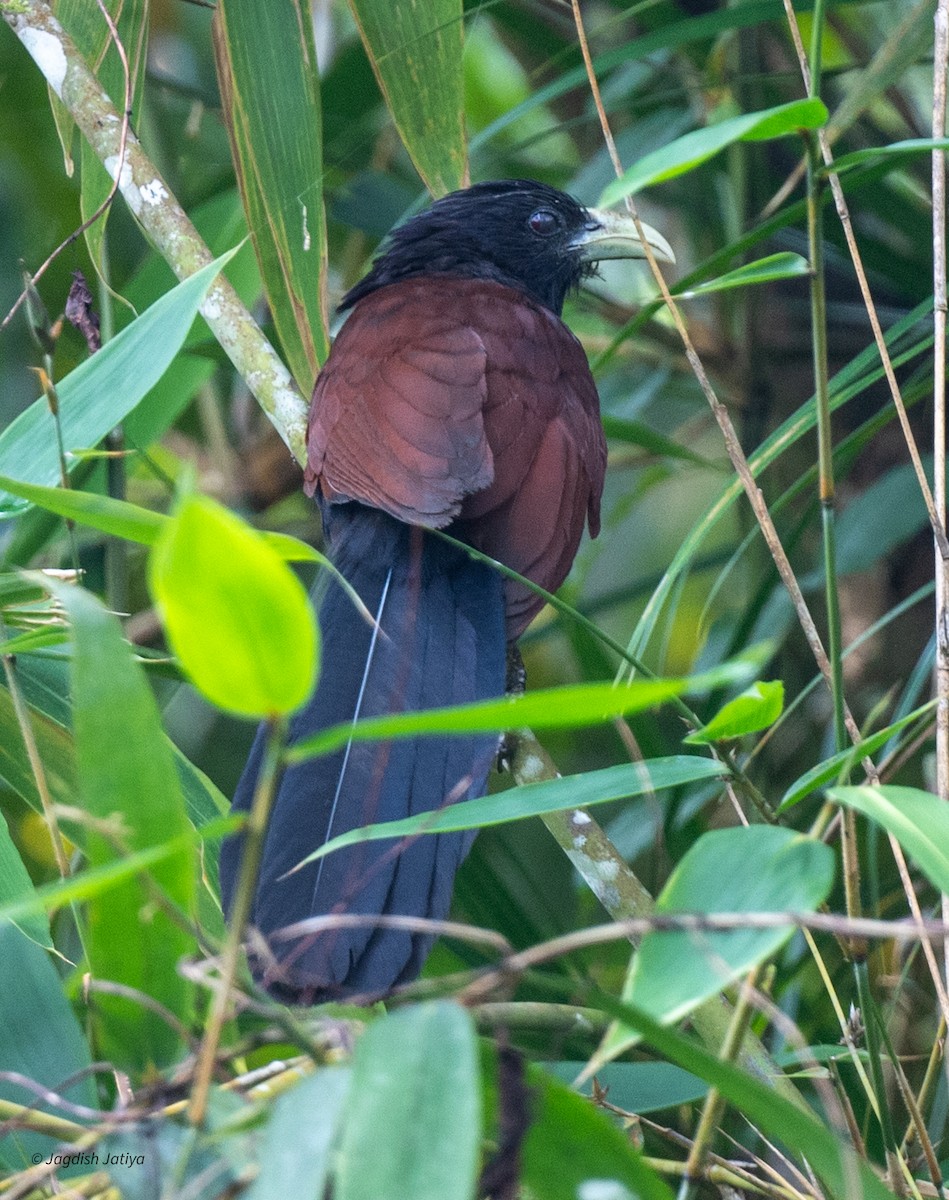 grønnebbsporegjøk - ML645585791