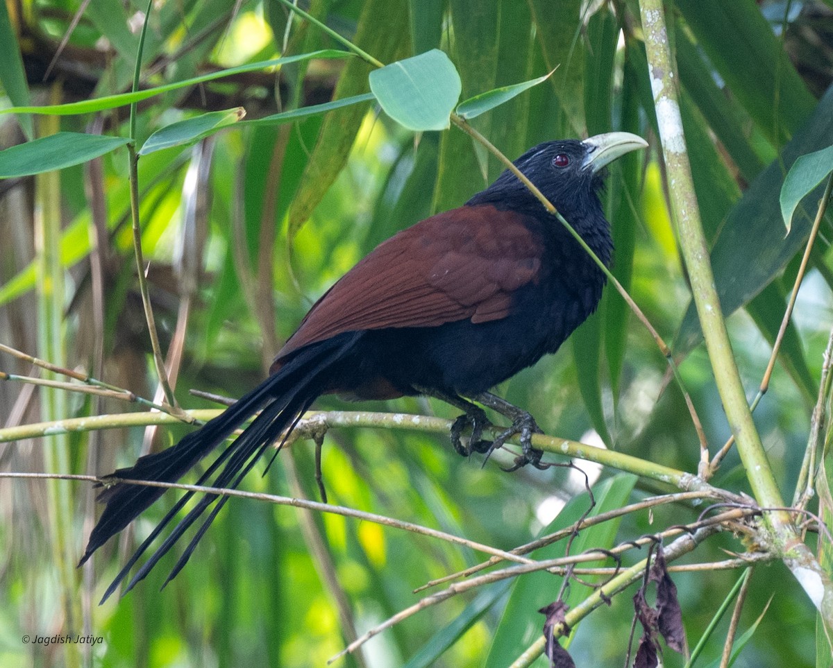 grønnebbsporegjøk - ML645585792