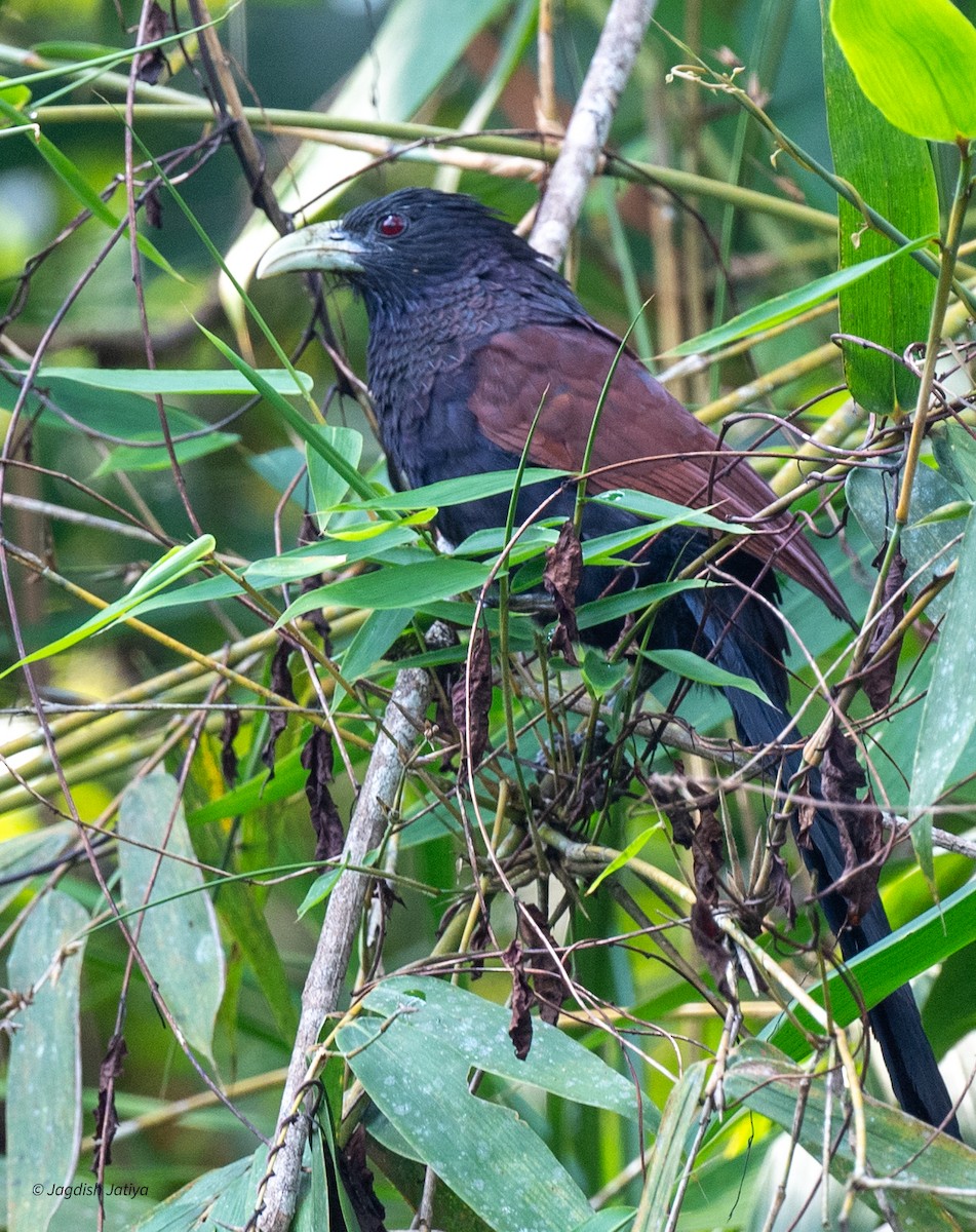 grønnebbsporegjøk - ML645585793