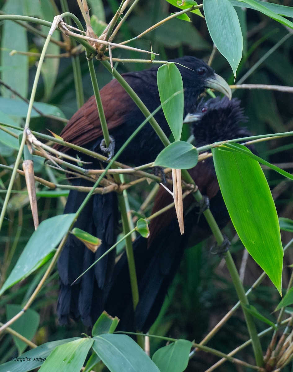 grønnebbsporegjøk - ML645585794