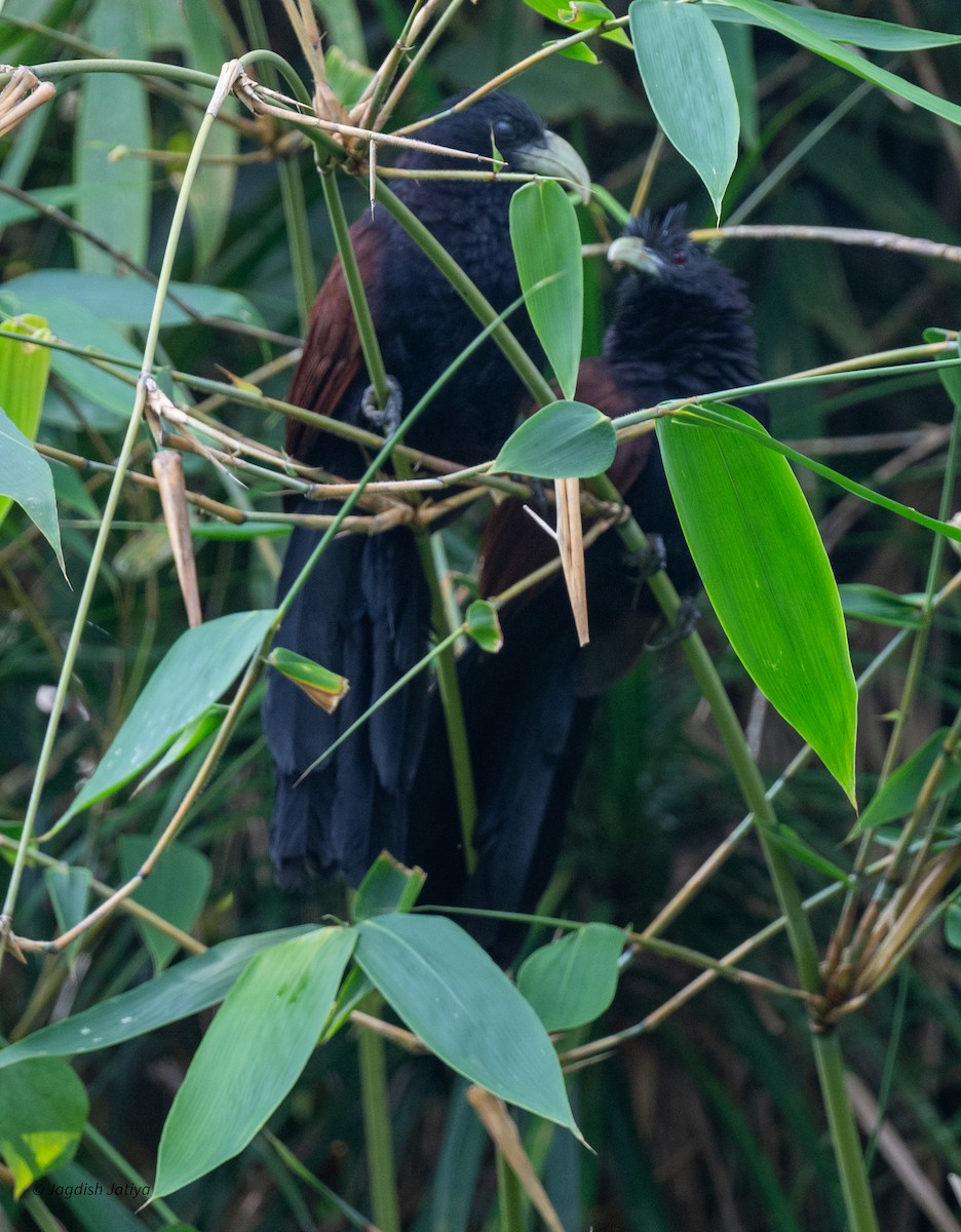 grønnebbsporegjøk - ML645585795