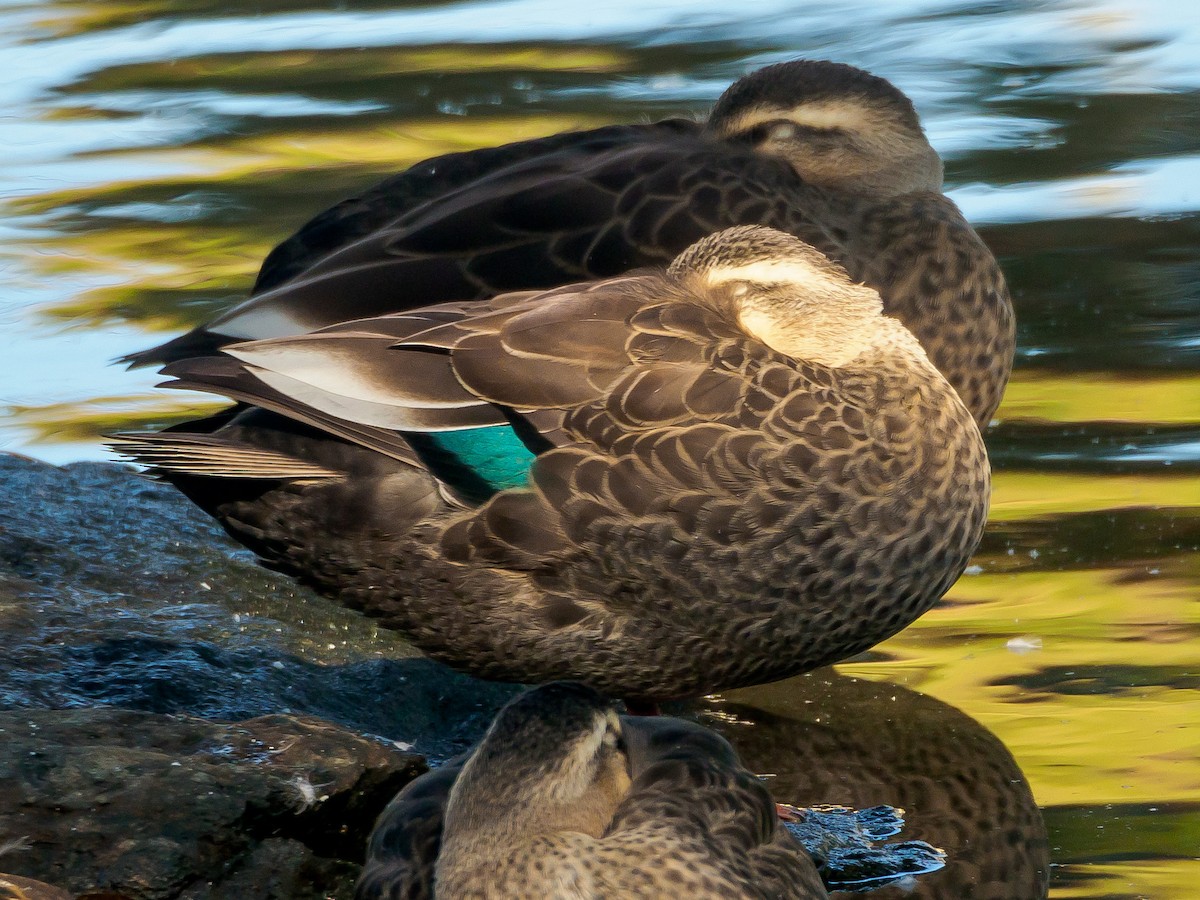 kinaand - ML645585796