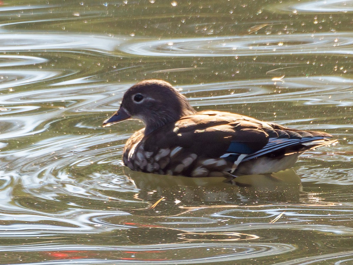 mandarinand - ML645585800