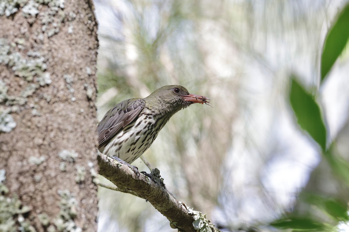 Olive-backed Oriole - ML645585836