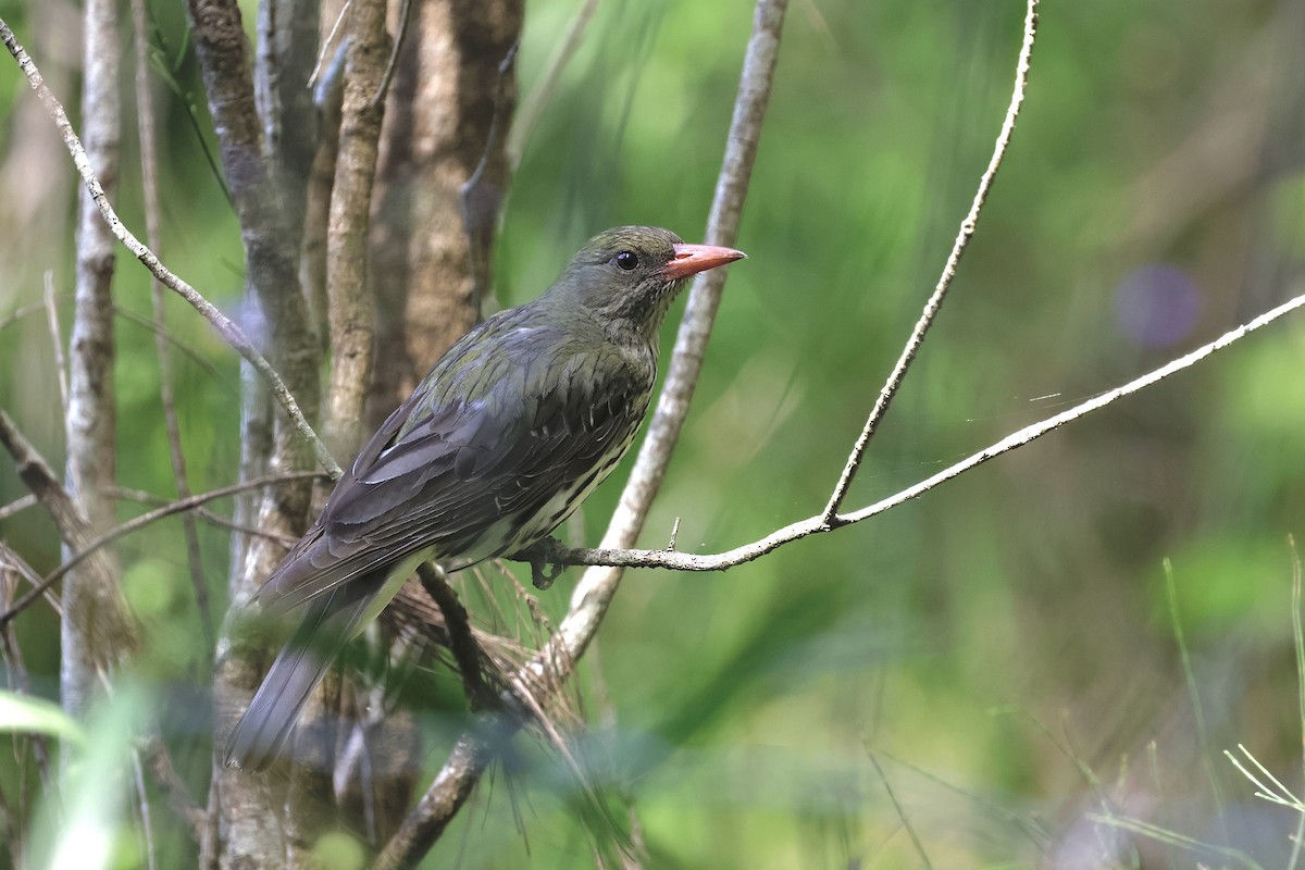 Olive-backed Oriole - ML645585837
