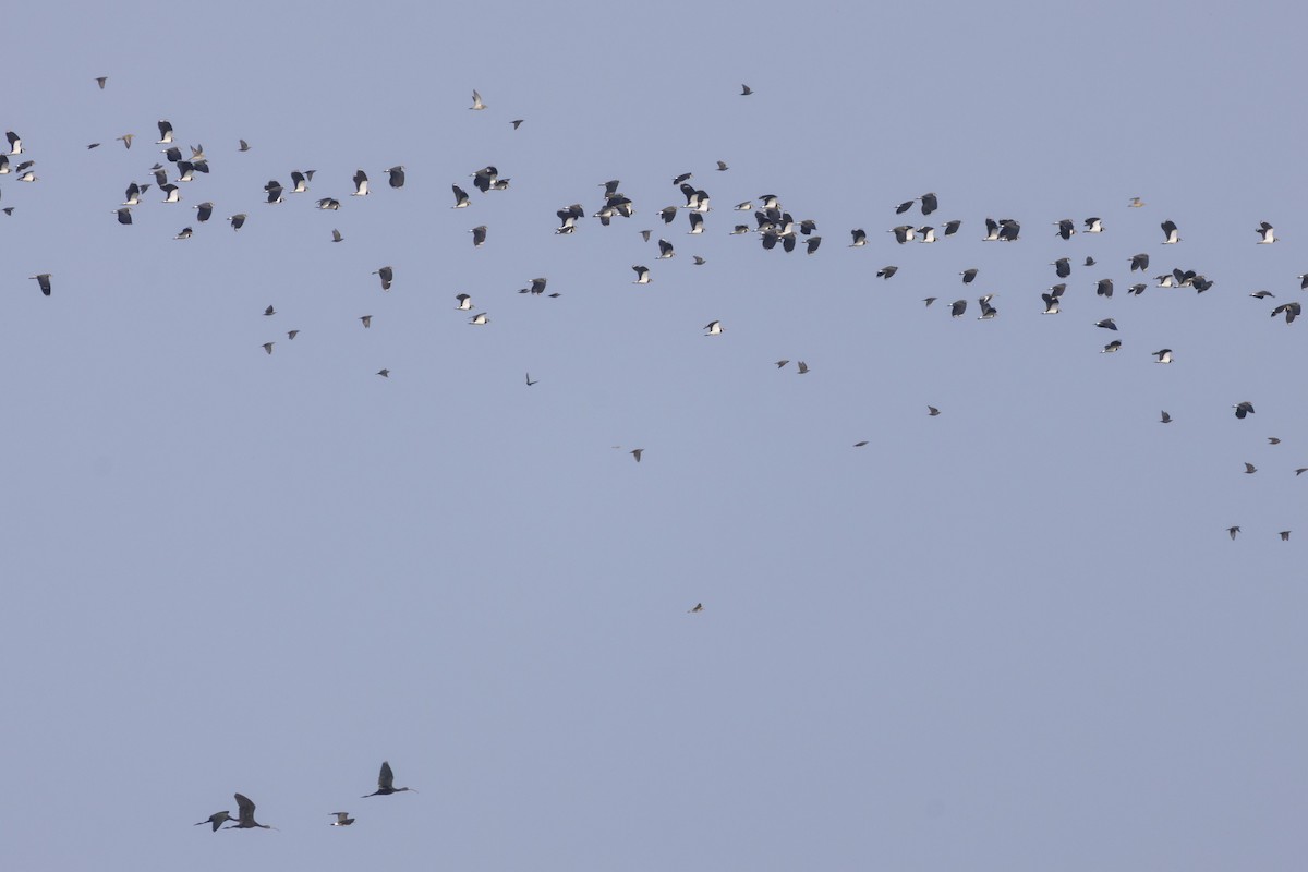 Сивка звичайна - ML645585843