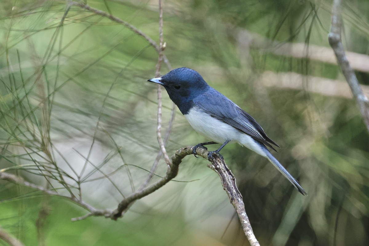 Leaden Flycatcher - ML645585844