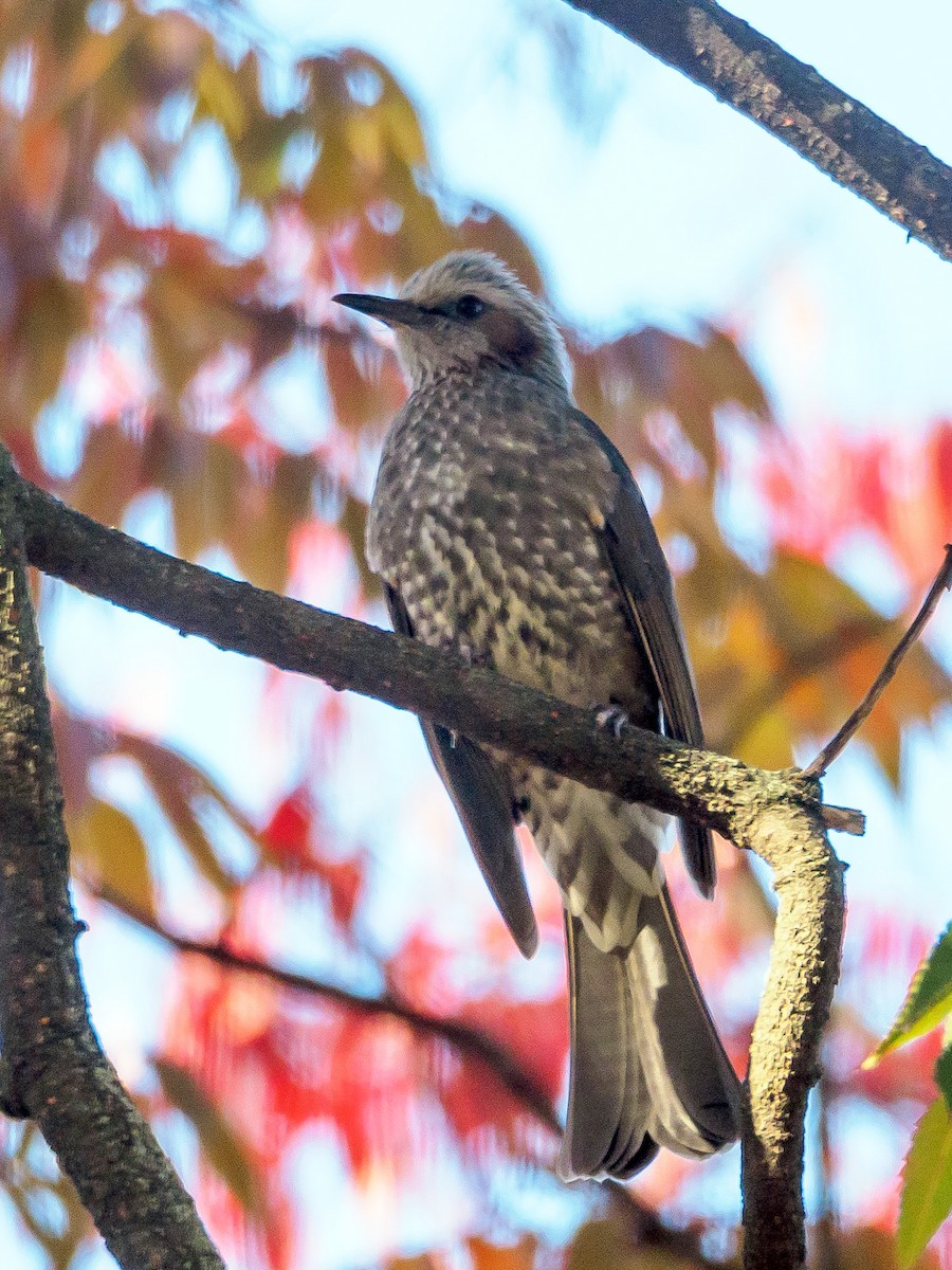 brunørebylbyl - ML645585845