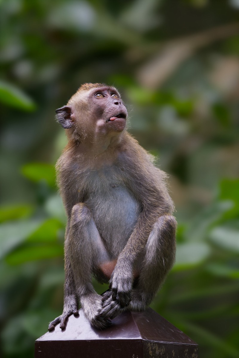 Long-tailed Macaque - ML645585848