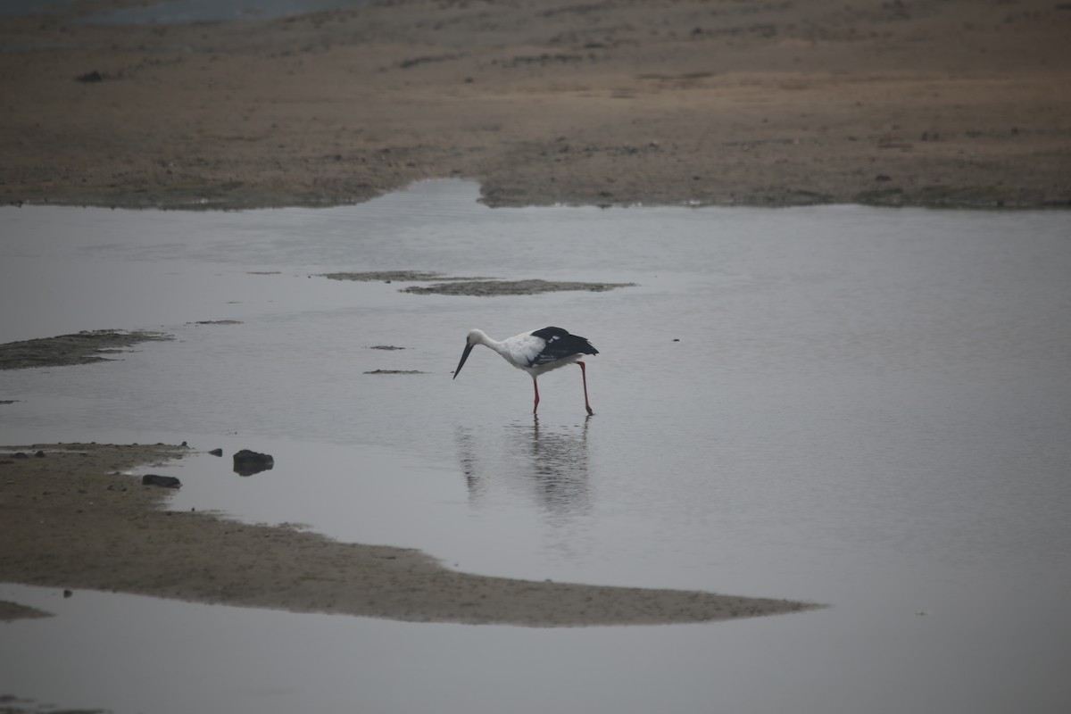 čáp východní - ML645585852