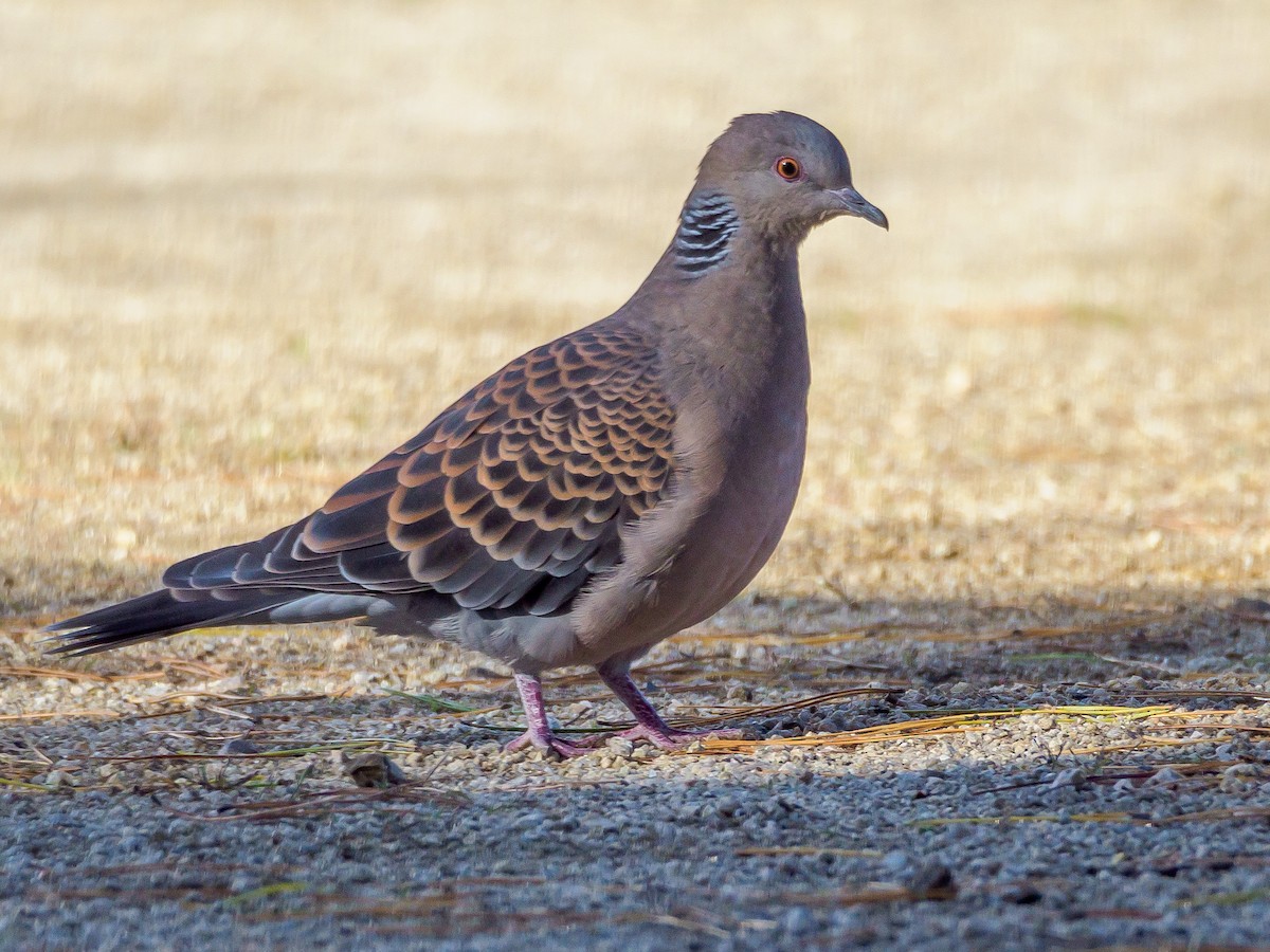 mongolturteldue - ML645585854