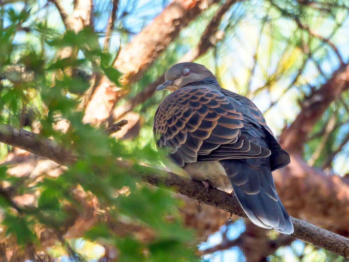 mongolturteldue - ML645585855