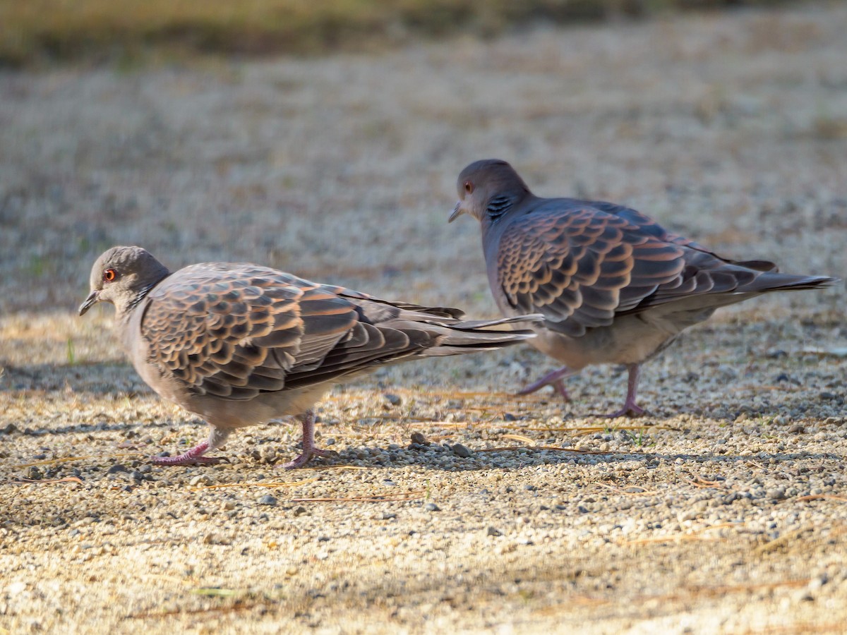 mongolturteldue - ML645585856