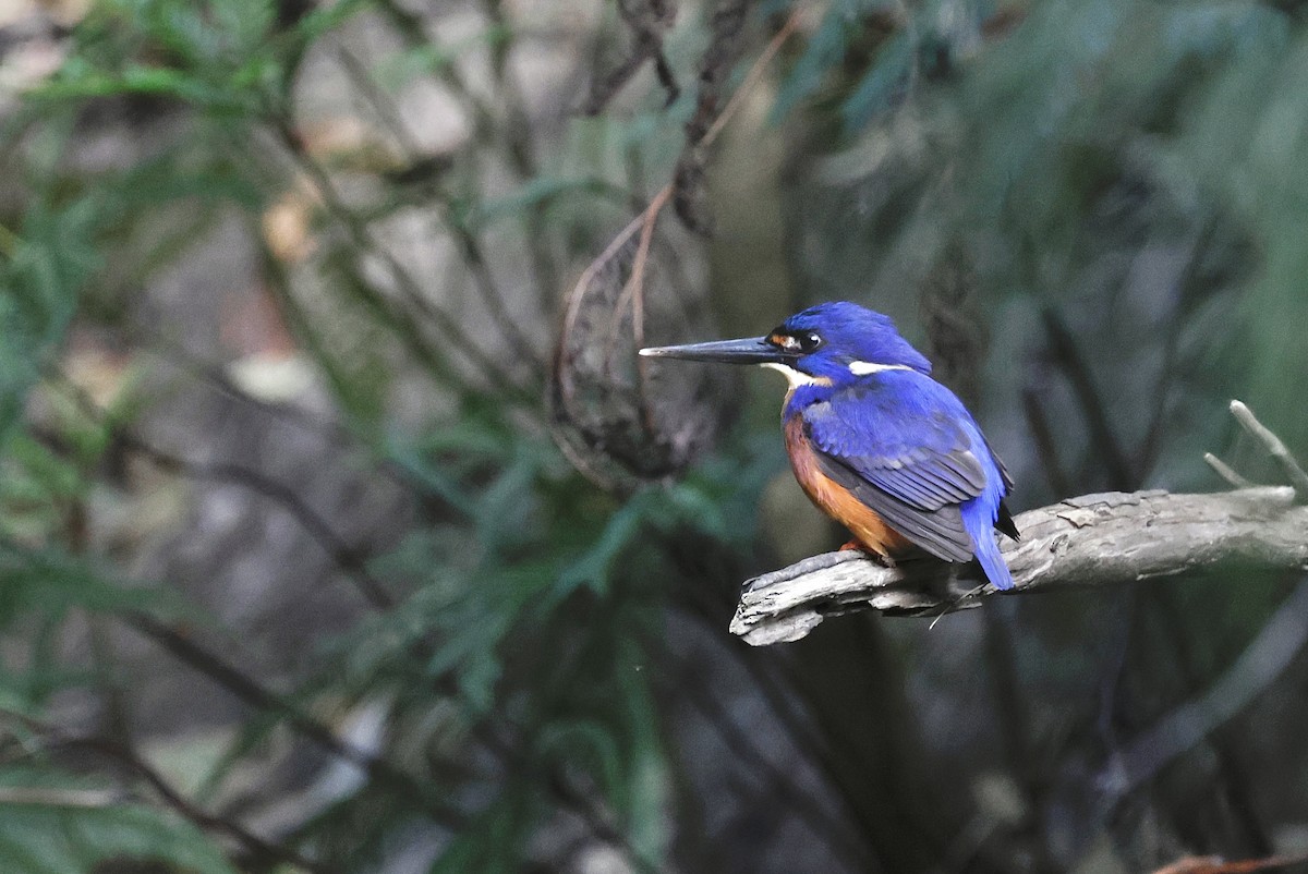 Azure Kingfisher - ML645585860
