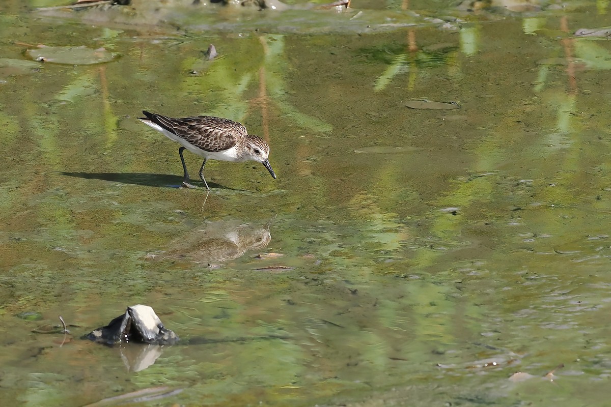 Semipalmated Sandpiper - ML645585875