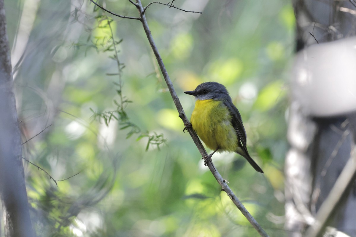 Eastern Yellow Robin - ML645585878
