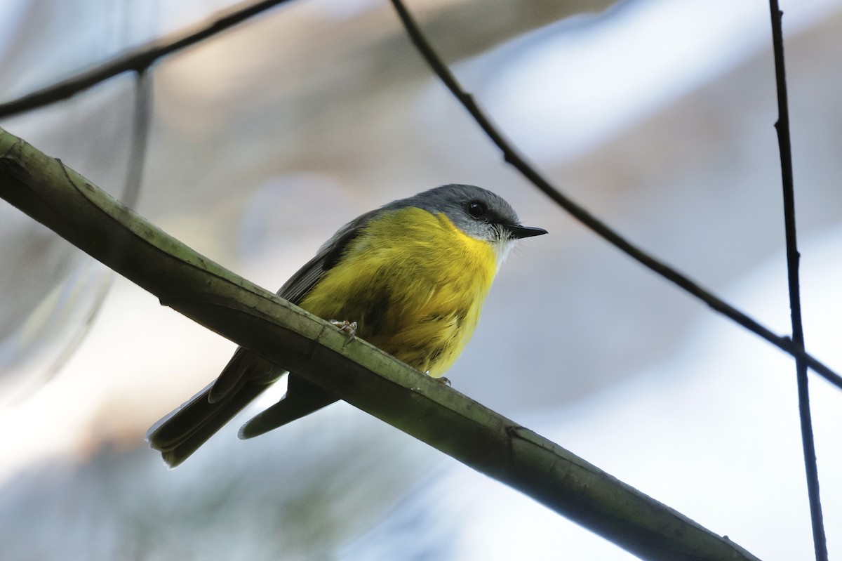 Eastern Yellow Robin - ML645585879