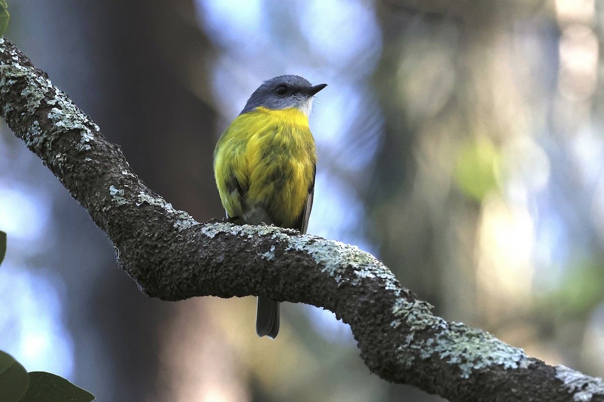 Eastern Yellow Robin - ML645585880