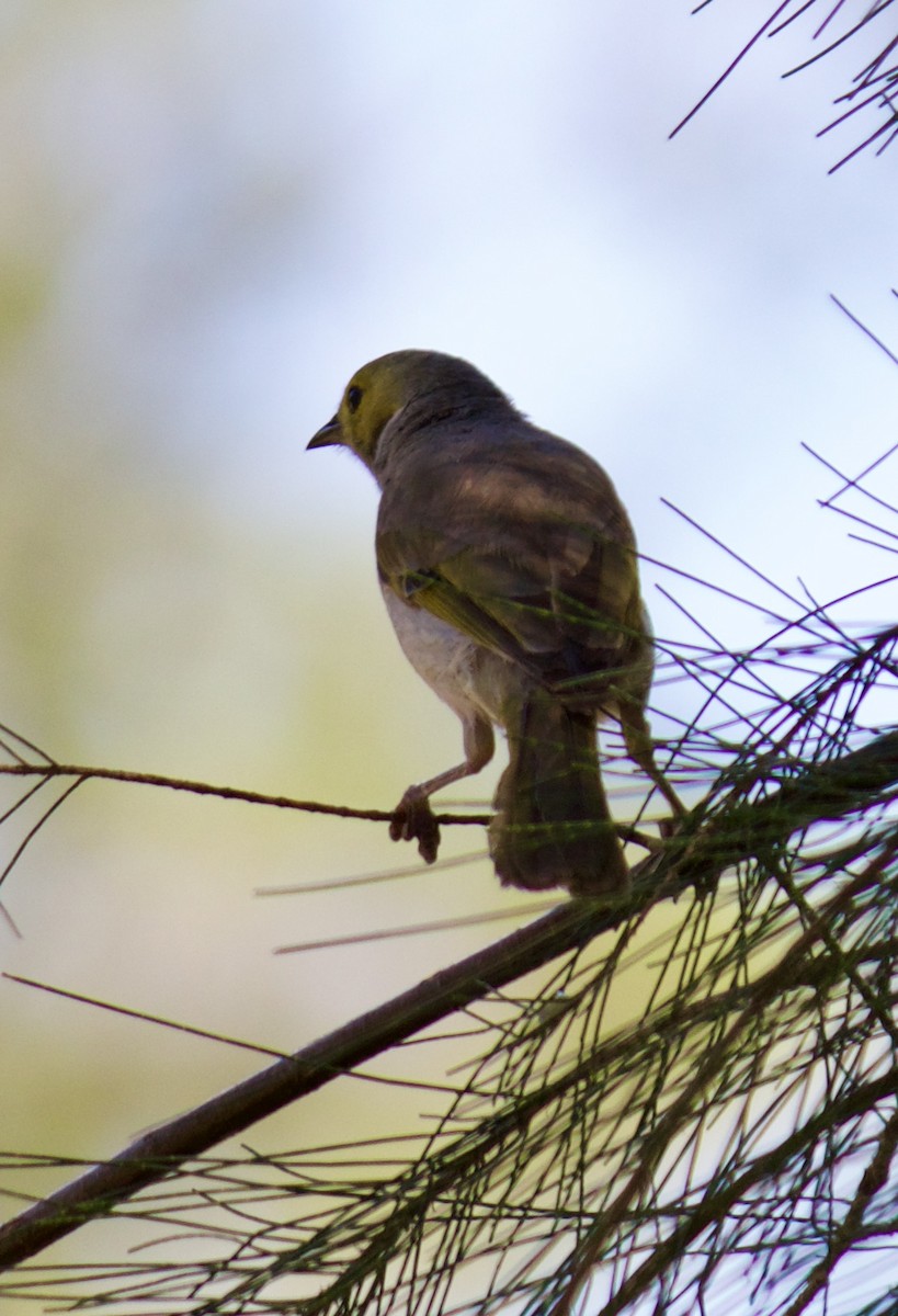 hvitsmykkehonningeter - ML645585891