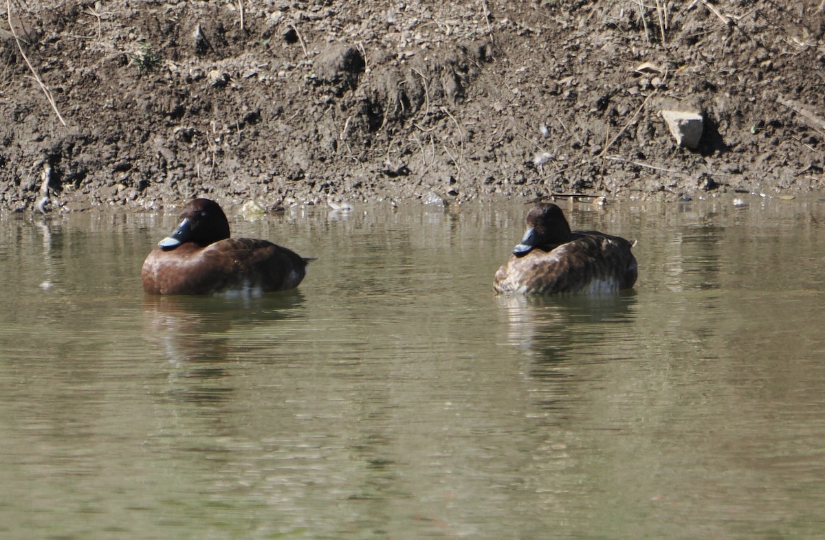 オーストラリアメジロガモ - ML645585895