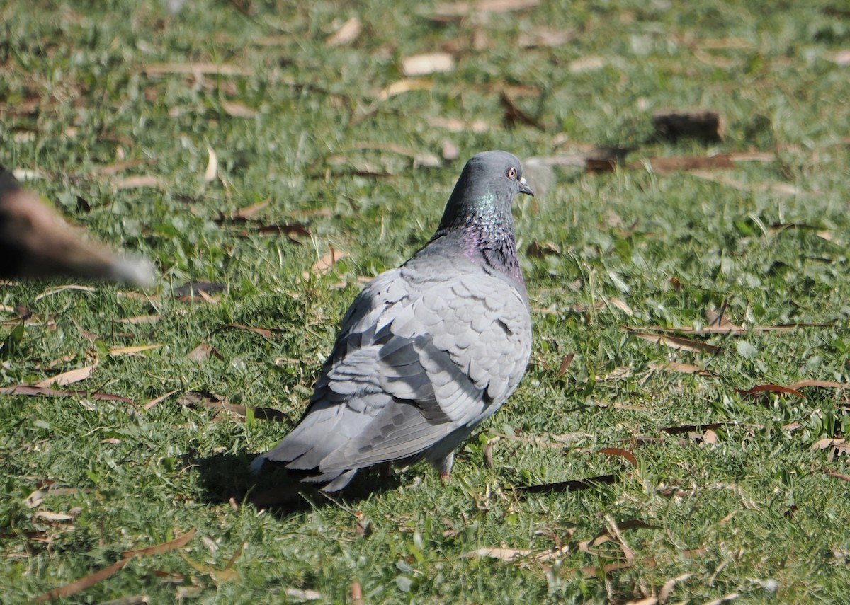 Haitz-usoa (etxekoa) - ML645585897