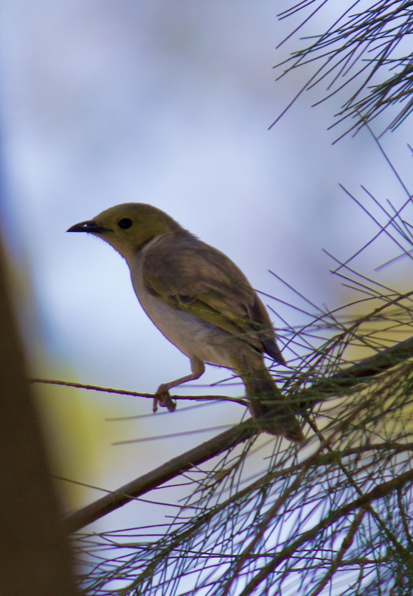 hvitsmykkehonningeter - ML645585899