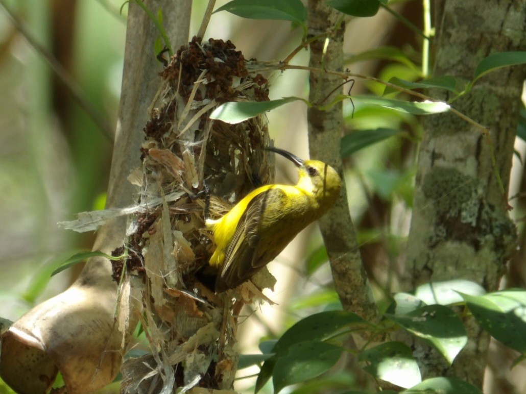 Sahul Sunbird - ML645585921