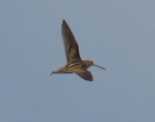Wilson's Snipe - ML645585927