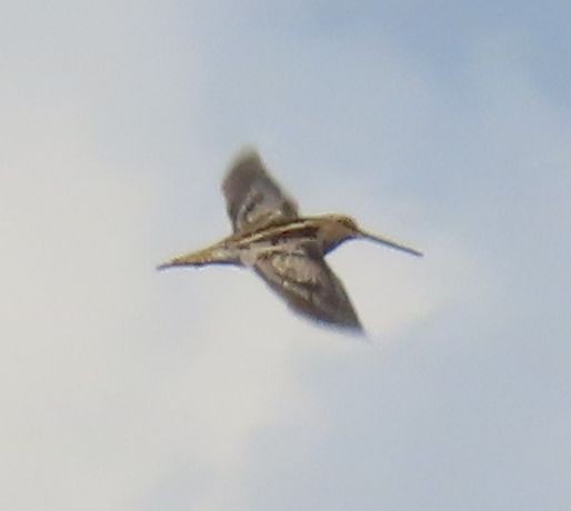 Wilson's Snipe - ML645585928