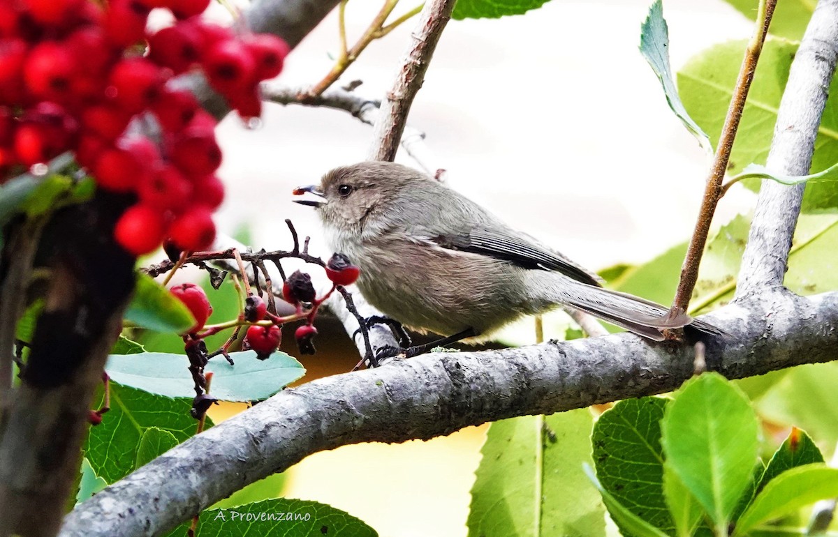 Buztanluze amerikarra - ML645585929