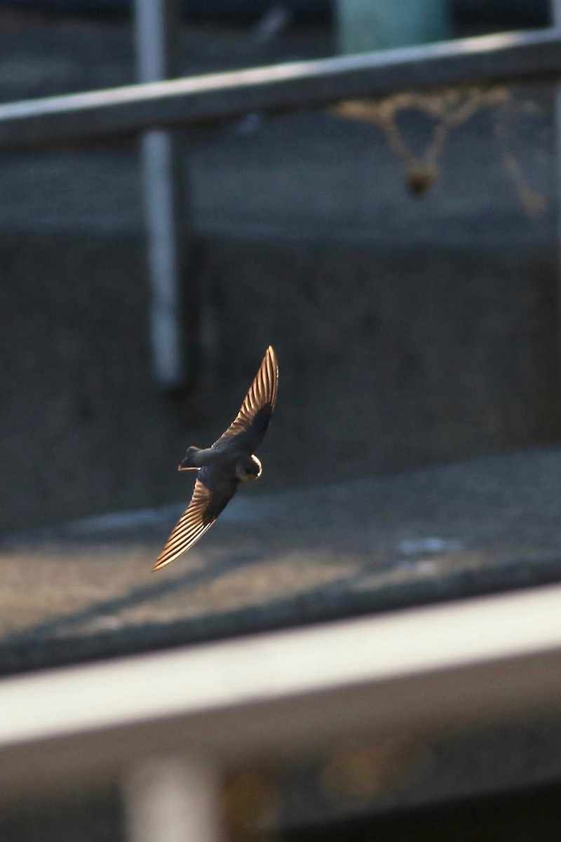 Northern Rough-winged Swallow - ML645585933