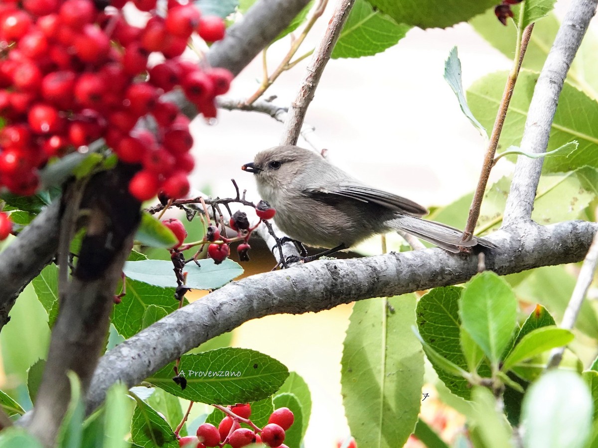 Buztanluze amerikarra - ML645585937