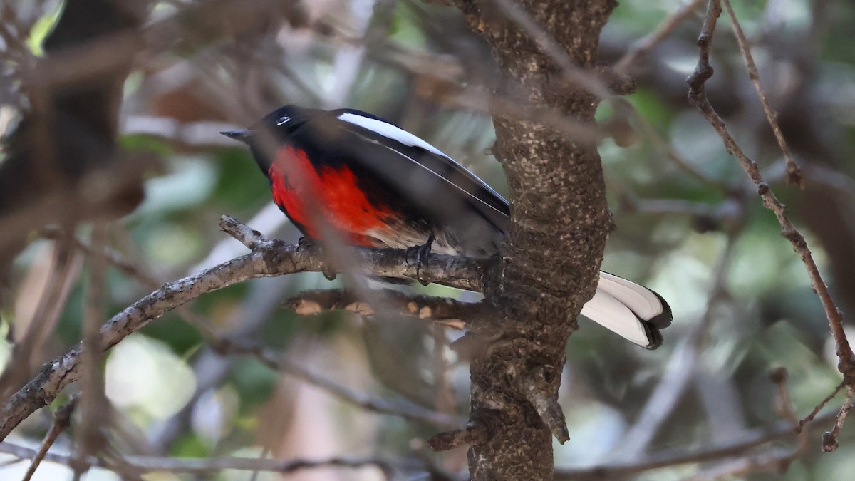 Painted Redstart - ML645585942