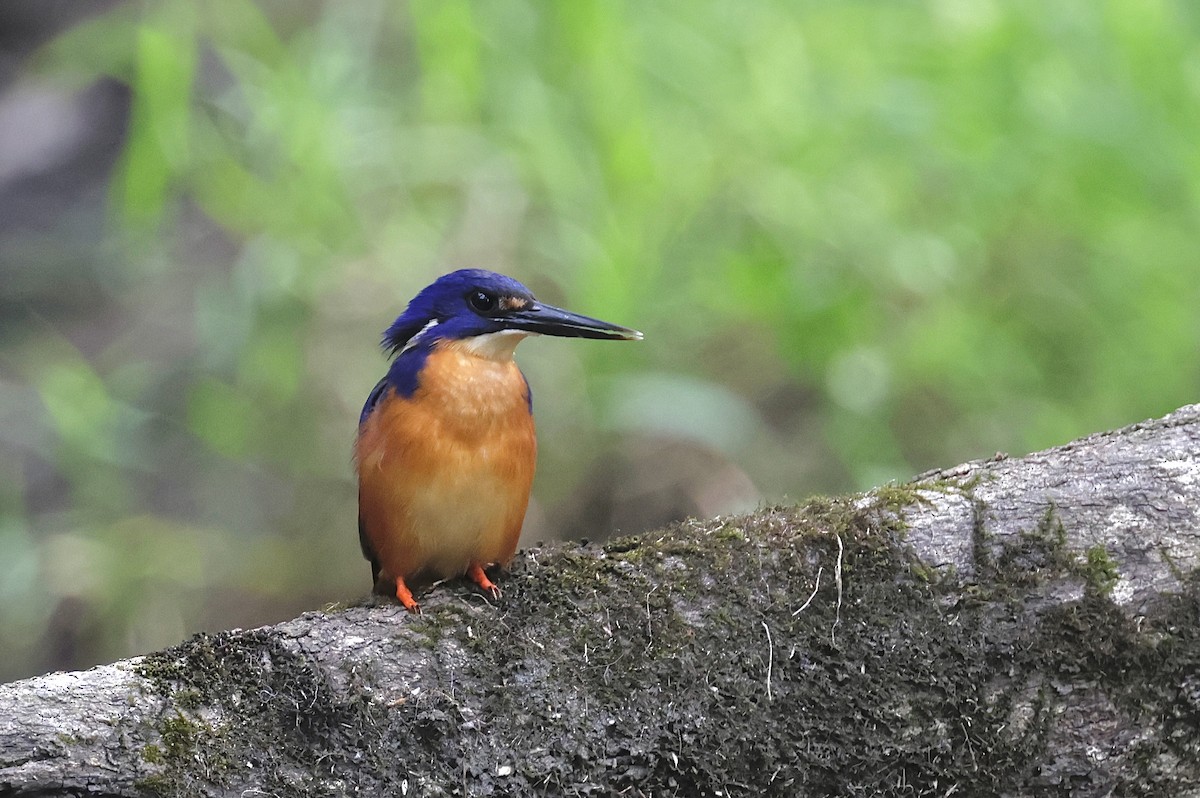 Azure Kingfisher - ML645585953