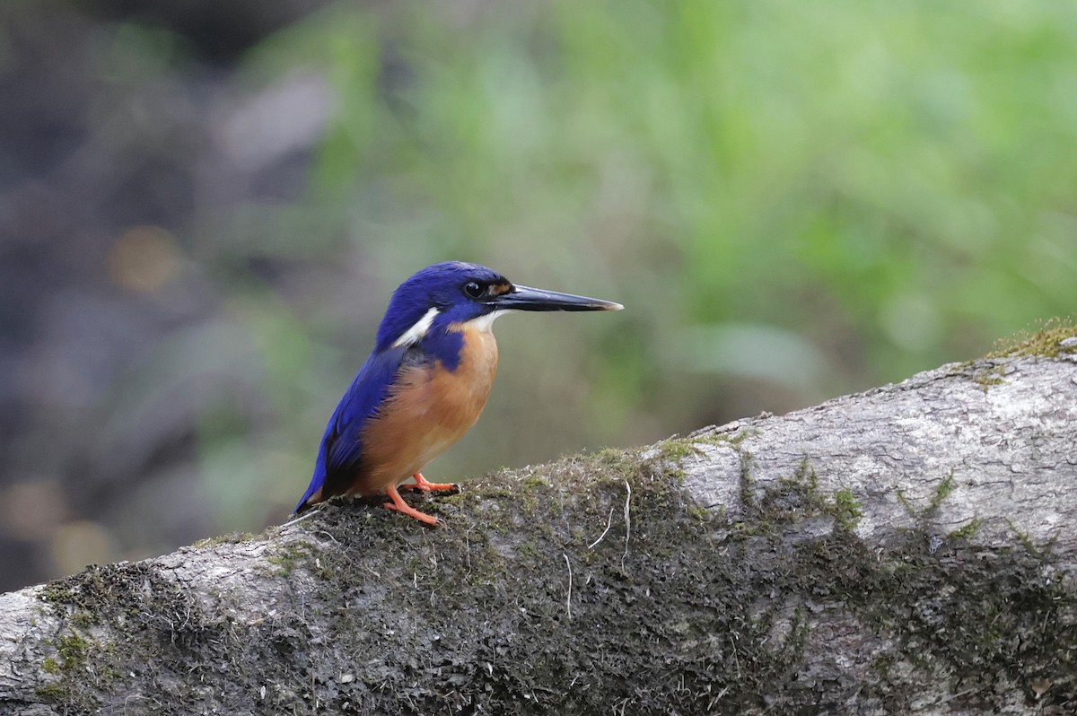 Azure Kingfisher - ML645585954