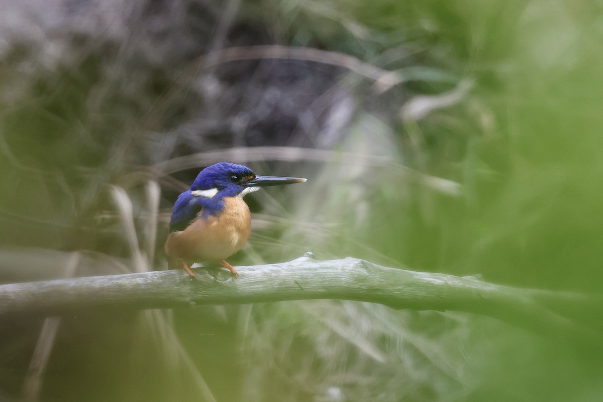 Azure Kingfisher - ML645585955