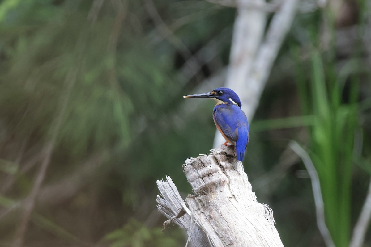 Azure Kingfisher - ML645585956