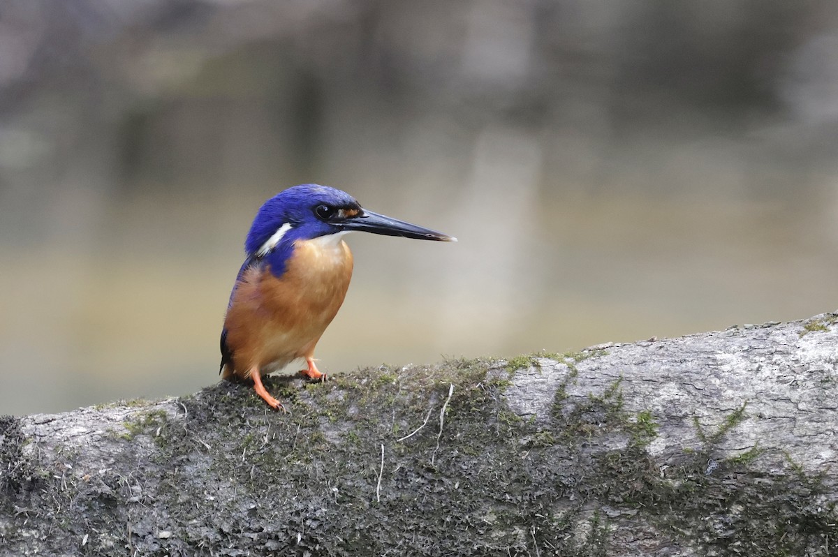 Azure Kingfisher - ML645585957